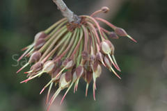 Madhuca longifolia var. latifolia